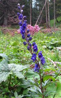 Oměj horský (Aconitum napellus)