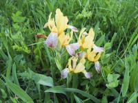 Kosatec různobarvý (Iris variegata)