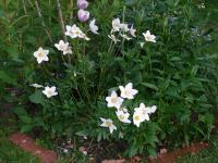 Sasanka hajní (Anemone nemorosa)