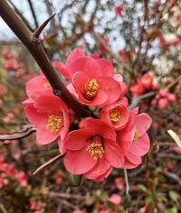 Kdoulovec japonský (Chaenomeles japonica)