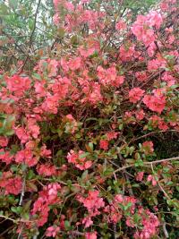 Kdoulovec japonský (Chaenomeles japonica)