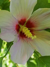 Ibišek syrský (Hibiscus syriacus)