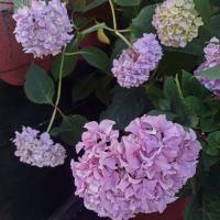 Hortenzie velkolistá 'Bailmer' (Hydrangea macrophylla)