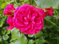 Růže 'Leonardo da Vinci' - Sadové růže (Rosa)