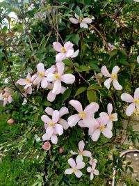 Plamének horský 'Rubens' (Clematis montana)