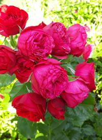 Růže 'Piano' - Velkokvěté růže (Rosa)
