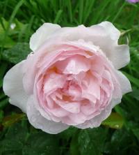 Růže 'Sharifa Asma' - Anglické růže (Rosa)