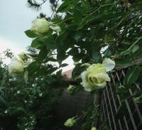 Růže 'Elfe' - Pnoucí růže (Rosa)