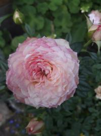 Růže 'Biedermeier' - Skalkové růže (Rosa)