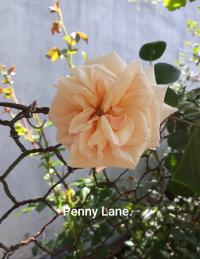 Růže 'Penny Lane' - Pnoucí růže (Rosa)