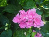 Hortenzie velkolistá 'Hortenzie You and Me Expression' (Hydrangea macrophylla)