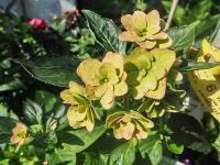 Hortenzie velkolistá 'Hortenzie You and Me Expression' (Hydrangea macrophylla)