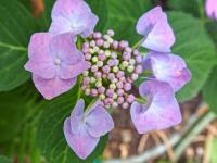 Hortenzie velkolistá 'Blaumeise' (Hydrangea macrophylla)