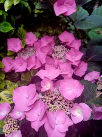 Hortenzie velkolistá 'Blaumeise' (Hydrangea macrophylla)