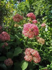 Hortenzie stromkovitá 'Sweet Annabelle' (Hydrangea arborescens)