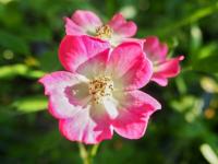 Růže 'Bienenweide Bicolor' - Pokryvné růže (Rosa)