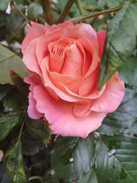 Růže 'Mary Ann' - Velkokvěté růže (Rosa)