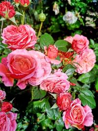 Růže 'Mary Ann' - Velkokvěté růže (Rosa)