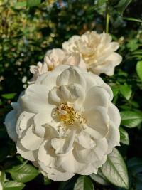 Růže 'Lion's Rose' - Mnohokvěté růže (Rosa)