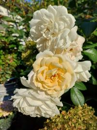 Růže 'Lion's Rose' - Mnohokvěté růže (Rosa)