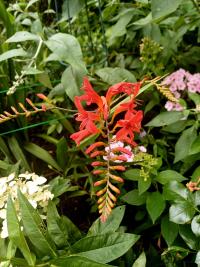 Montbrécie 'Lucifer' (Crocosmia)