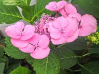 Hortenzie velkolistá 'Libelle' (Hydrangea macrophylla)