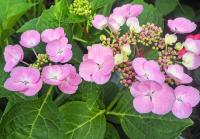Hortenzie velkolistá 'Libelle' (Hydrangea macrophylla)
