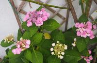 Hortenzie velkolistá 'Libelle' (Hydrangea macrophylla)