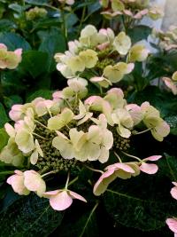 Hortenzie velkolistá 'Libelle' - květy v říjnu (Hydrangea macrophylla)