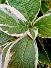 Hortenzie velkolistá 'Tricolor' (Hydrangea macrophylla)