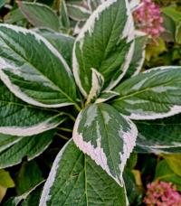 Hortenzie velkolistá 'Tricolor' (Hydrangea macrophylla)