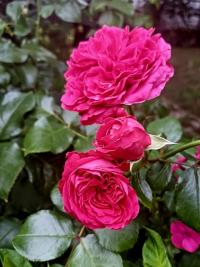 Růže 'Leonardo da Vinci' - Sadové růže (Rosa)