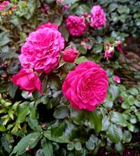 Růže 'Leonardo da Vinci' - Sadové růže (Rosa)