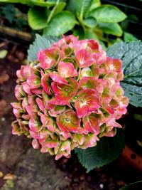 Hortenzie velkolistá Forever Ever 'Fantasia' (Hydrangea macrophylla)