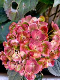 Hortenzie velkolistá Forever Ever 'Fantasia' (Hydrangea macrophylla)