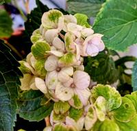 Hortenzie velkolistá Forever Ever 'Fantasia' (Hydrangea macrophylla)