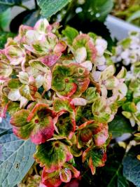 Hortenzie velkolistá Forever Ever 'Fantasia' (Hydrangea macrophylla)