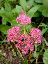 Rozchodníkovec nachový 'Munstead Dark Red' (Hylotelephium telephium)