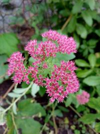 Rozchodníkovec nachový 'Munstead Dark Red' (Hylotelephium telephium)