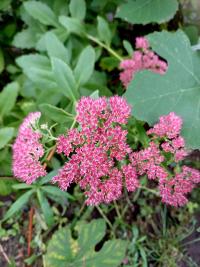 Rozchodníkovec nachový 'Munstead Dark Red' (Hylotelephium telephium)