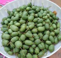Aktinidie význačná 'Issai' (Actinidia arguta)