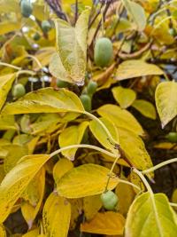 Aktinidie význačná 'Issai' (Actinidia arguta)