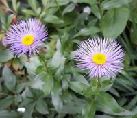 Turan ozdobný (Erigeron speciosus)