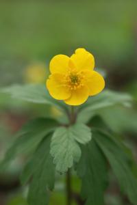 Sasanka pryskyřníkovitá (Anemone ranunculoides)