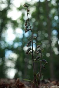Kruštík drobnolistý (Epipactis microphylla)