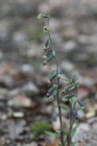Kruštík drobnolistý (Epipactis microphylla)