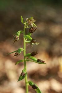 Kruštík ostrokvětý (Epipactis leptochila)