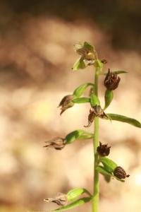 Kruštík ostrokvětý (Epipactis leptochila)