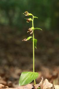 Kruštík ostrokvětý (Epipactis leptochila)