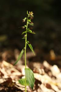 Kruštík ostrokvětý (Epipactis leptochila)